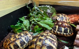 Hermann Tortoise reptiles for sale: Hermanns Tortoise babies - Image 16