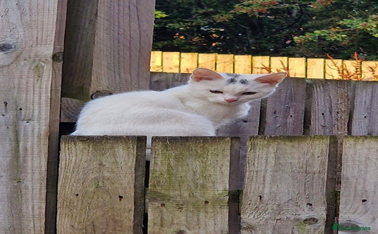 Mixed Breed cats - Advert 10
