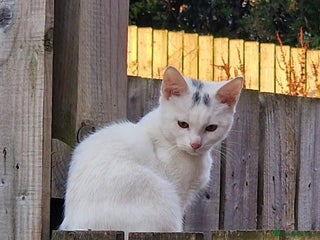 Mixed Breed cats - Advert 36