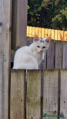 Mixed Breed cats - Advert 6