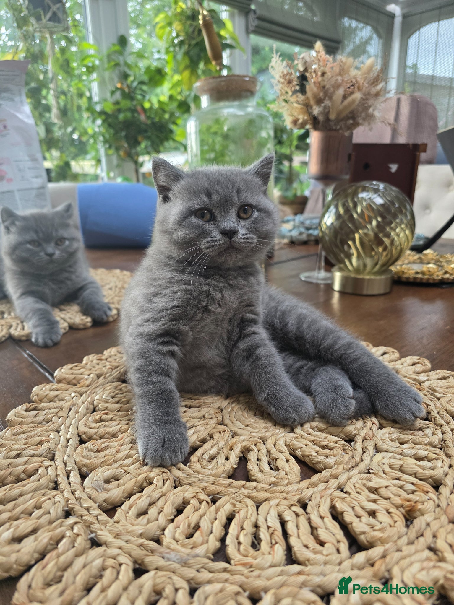 British Shorthair cats LADY HARRIET, BRITISH SHORTHAIR GCCF REGISTERED - Advert 20