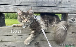 Maine Coon cats for sale: Pedigree Maine Coon Kittens Champion-Giant Russian - Image 2