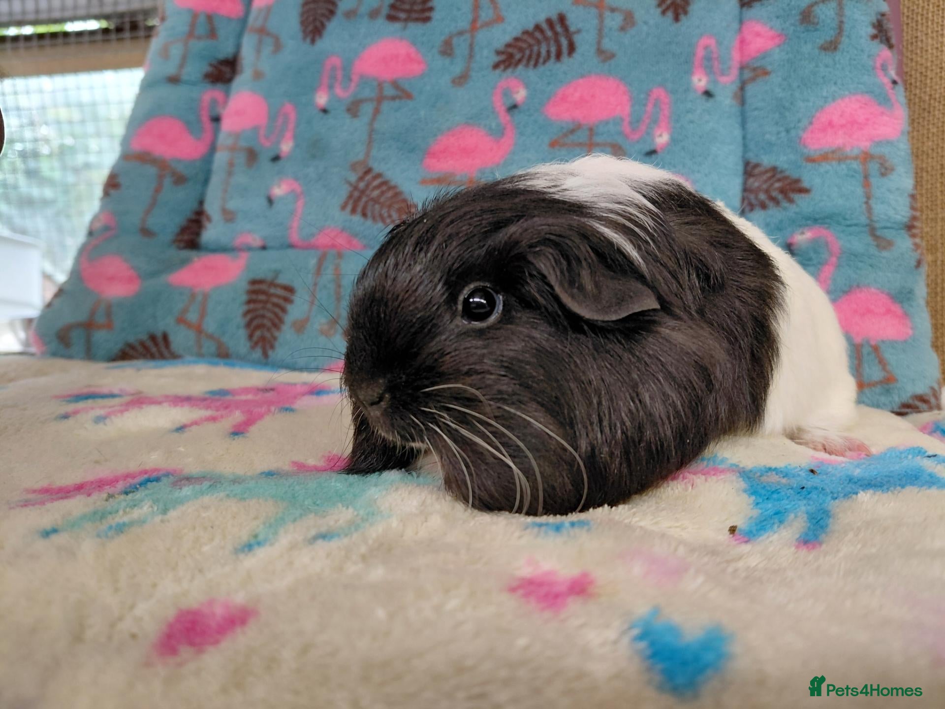 Guinea Pig rodents Pair Of Baby Sheltie Brothers RTR /Merino boar pr  - Advert 8