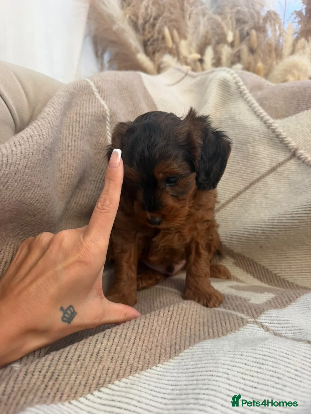 Cockapoo dogs for sale: Male Miniature cockerpoo puppy for sale - Advert 2