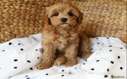 Cavapoo dogs for sale: Beautiful Cavapoo puppies! - Image 17