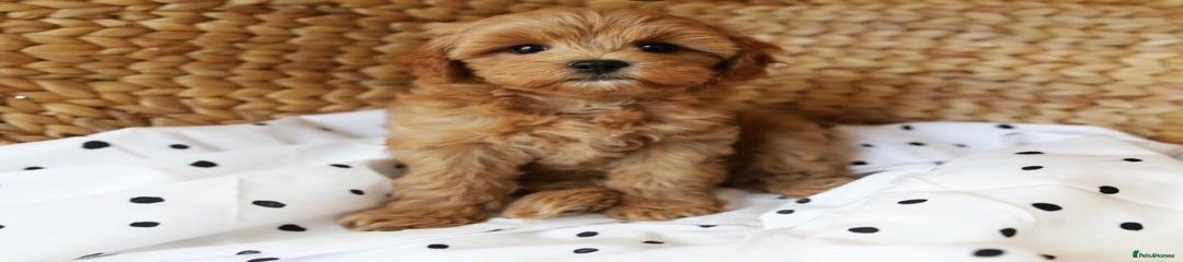 Cavapoo Puppy 5
