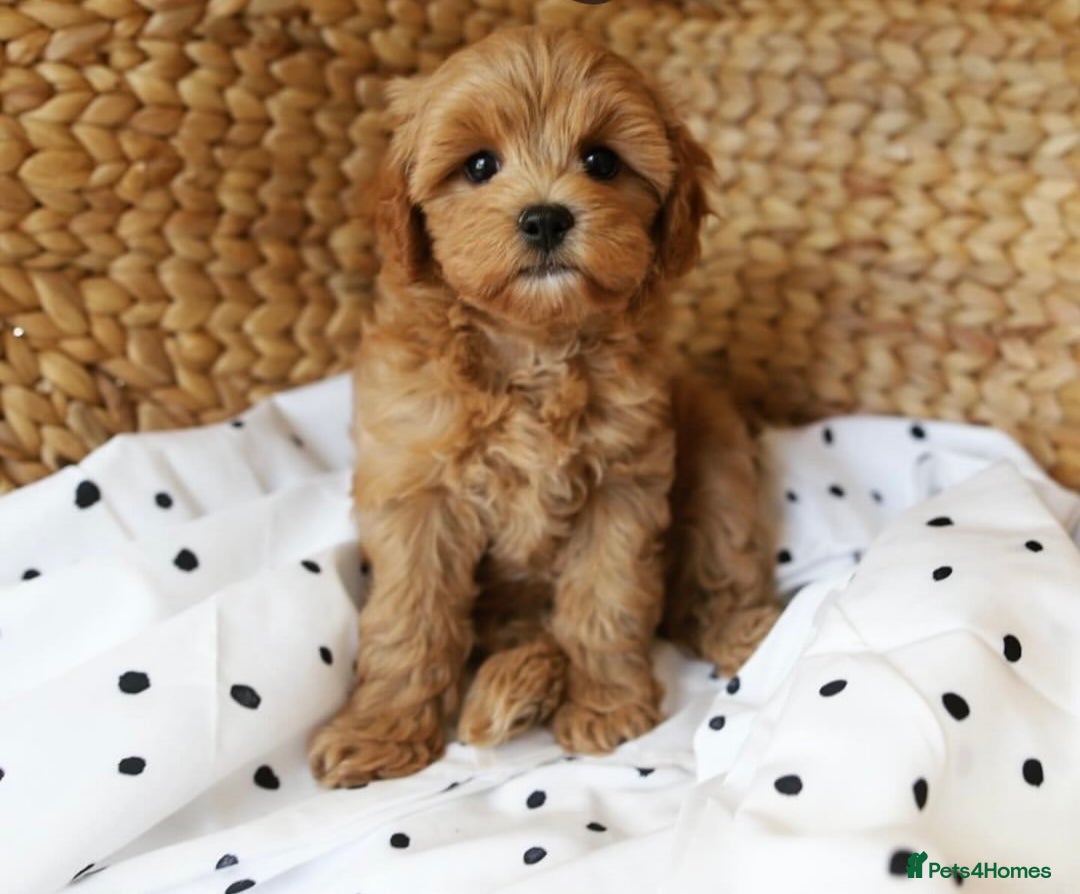 Cavapoo dogs for sale: Beautiful Cavapoo puppies! - Image 17