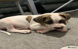 Staffordshire Bull Terrier dogs for sale: Staffordshire  - Image 4