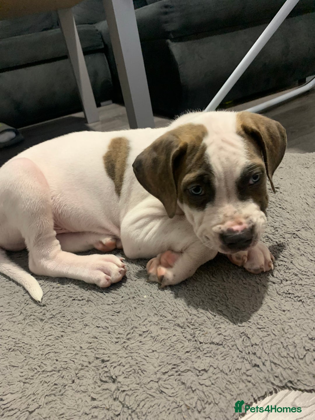 Staffordshire Bull Terrier dogs for sale: Staffordshire  - Image 4