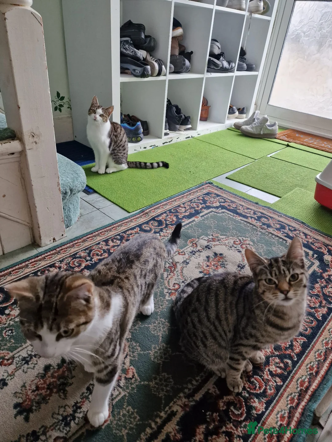 Mixed Breed cats for sale: Tabby Cats 4 Sale in Barking - Advert 2
