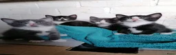 Mixed Breed cats for sale: Bombay Tuxedo - Advert 12
