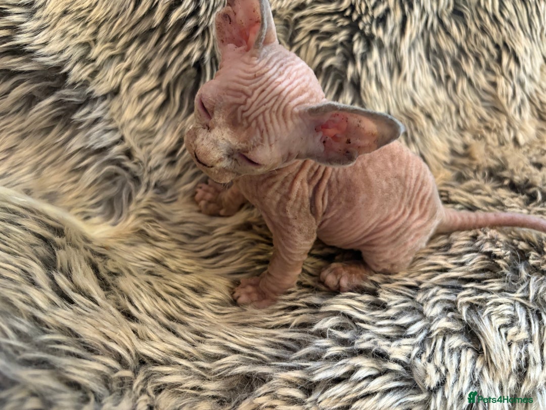 Sphynx cats for sale: 🖤 Sphynx Kittens for Sale – Ready August 🐾 - Image 17