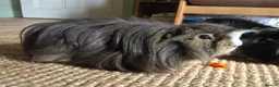 Guinea Pig rodents for sale: Bonded pair of two two year old males in Plymouth - Advert 2