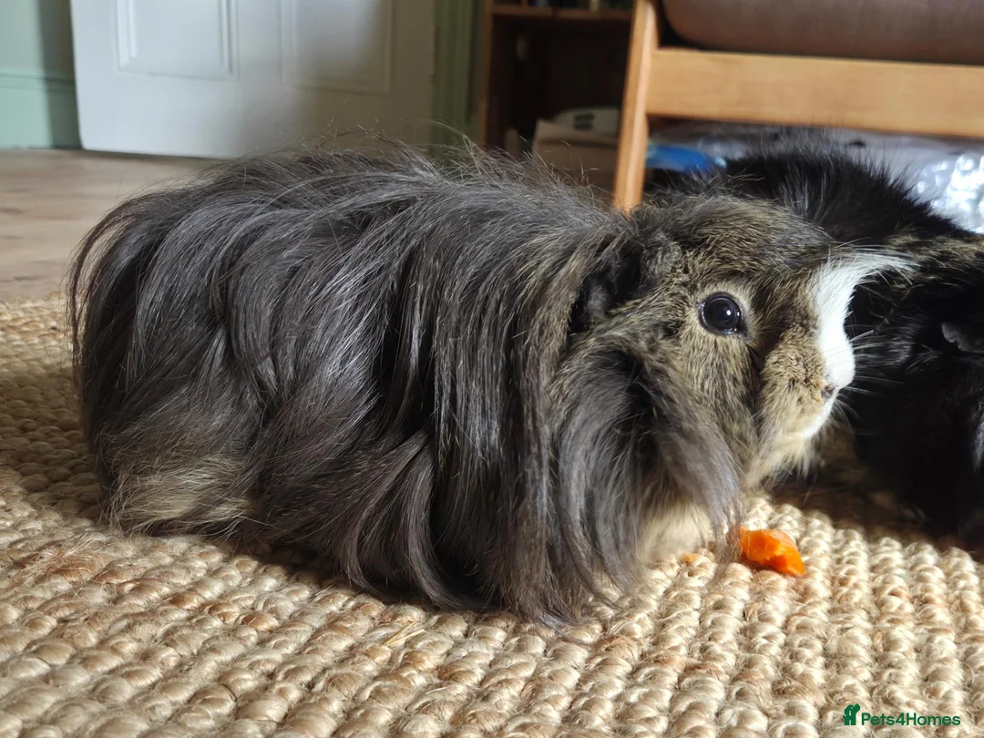 Guinea Pig rodents for sale: Bonded pair of two two year old males in Plymouth - Advert 2