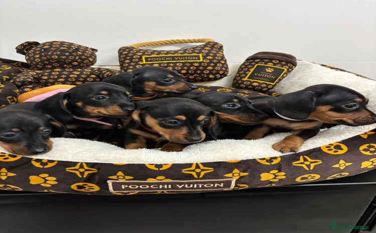 Miniature Dachshund dogs - Advert 12