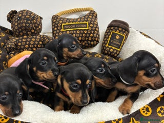 Miniature Dachshund dogs beautiful miniature dachshund puppies available - Advert 18