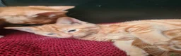 Mixed Breed cats for sale: Ginger kittens for sale  in Dartford - Advert 9