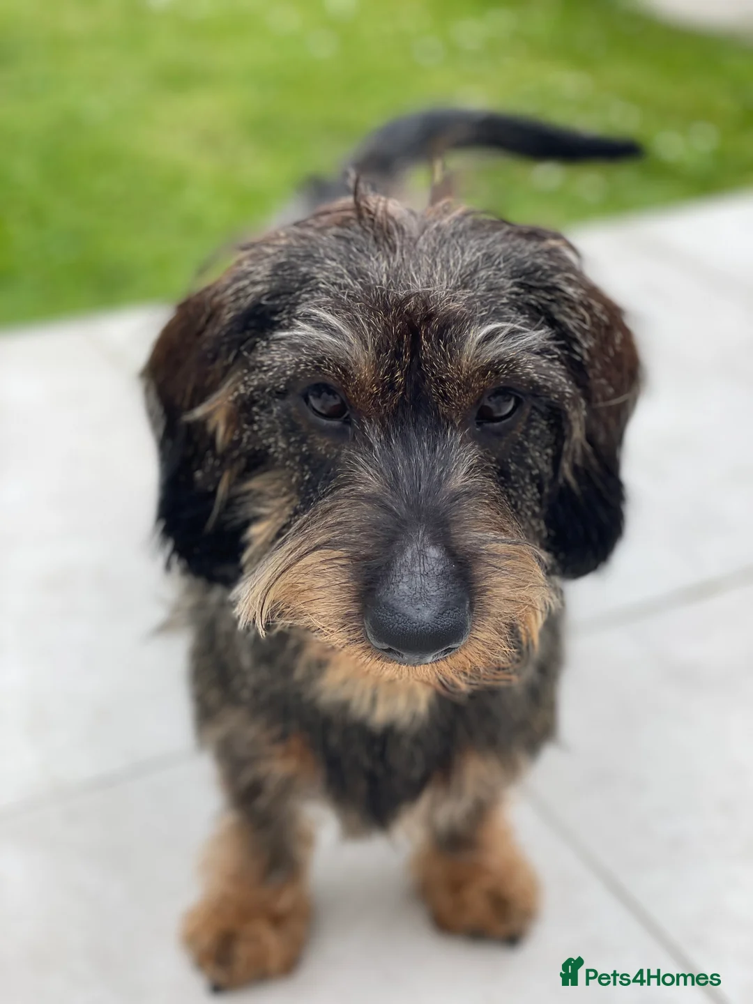 Dachshund dogs for stud: WITEHAIRED TECKEL DACHSHUND available for stud  - Advert 9