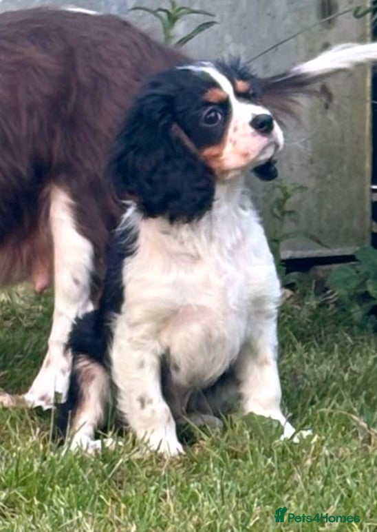 Cavalier King Charles Spaniel dogs 🐶 Health tested Cavalier King Charles Puppies 🐶  - Advert 1