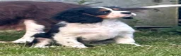 Cavalier King Charles Spaniel dogs for sale: 🐶 Health tested Cavalier King Charles Puppies 🐶  - Advert 14