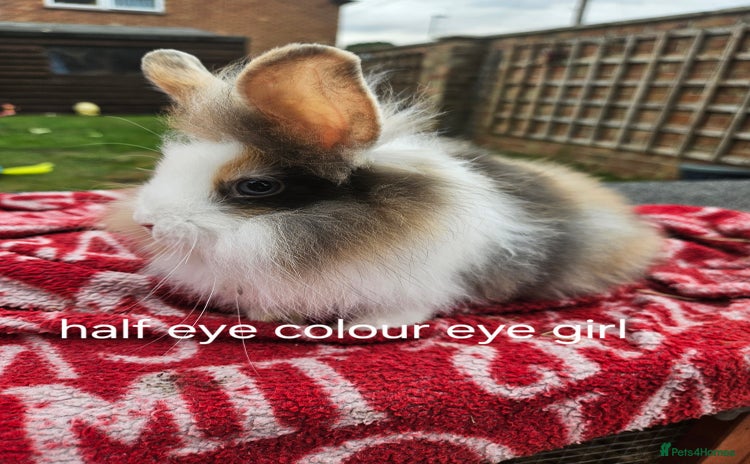 Lionhead rabbits - Advert 2
