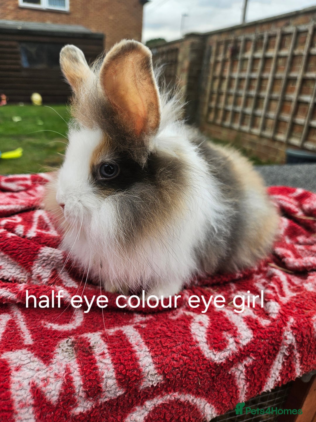 Lionhead rabbits for sale: Beautiful baby lion head bunnies  - Image 1
