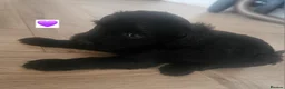 Schnoodle dogs for sale: 🐶 F2 Schnoodles looking for their loving Homes 🐶 in Romford - Advert 25
