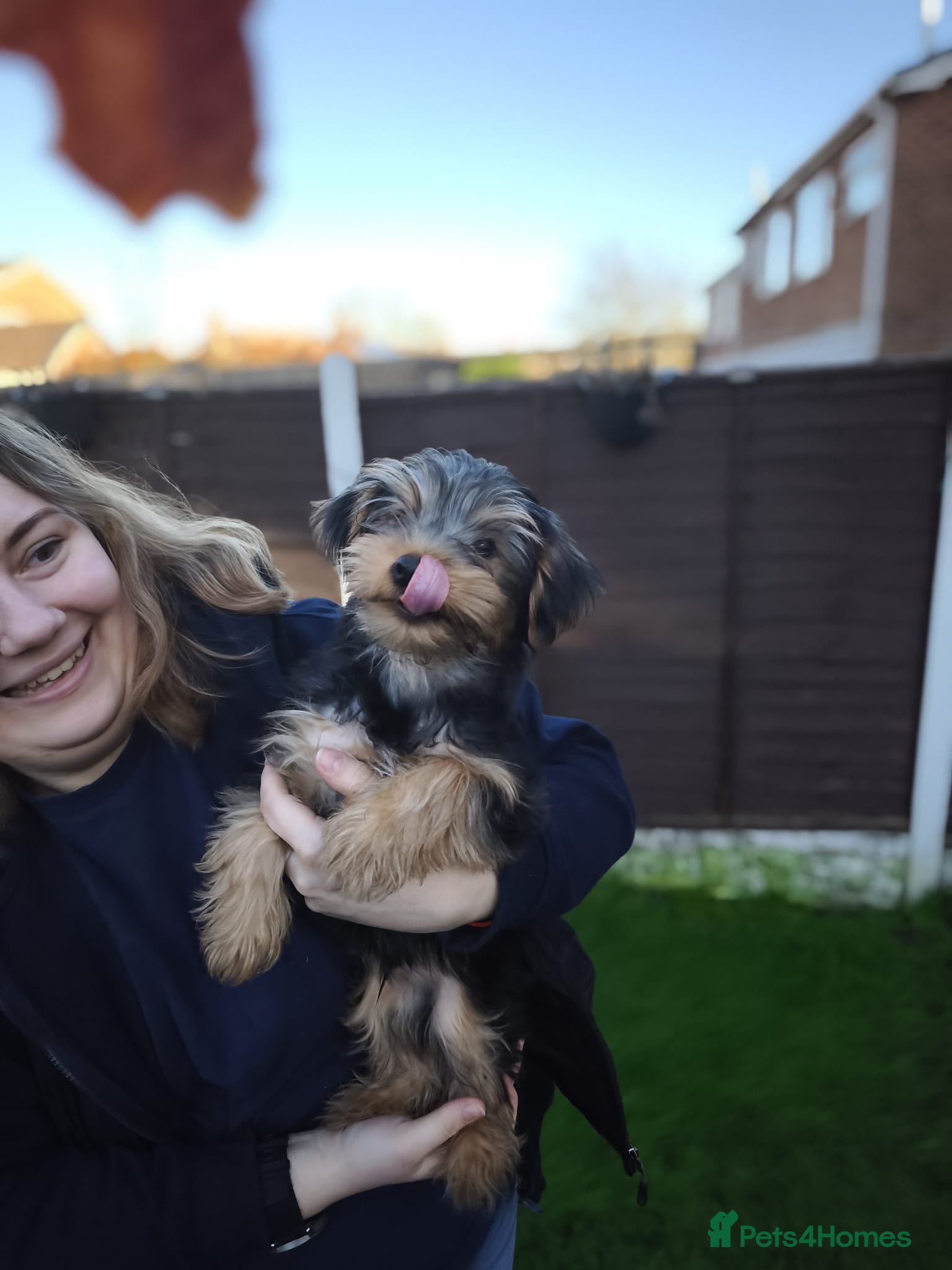 Yorkshire Terrier dogs Yorkshire Terrier–microchipped,vaccine,vet checked - Advert 3