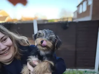 Yorkshire Terrier dogs Yorkshire Terrier–microchipped,vaccine,vet checked - Advert 3