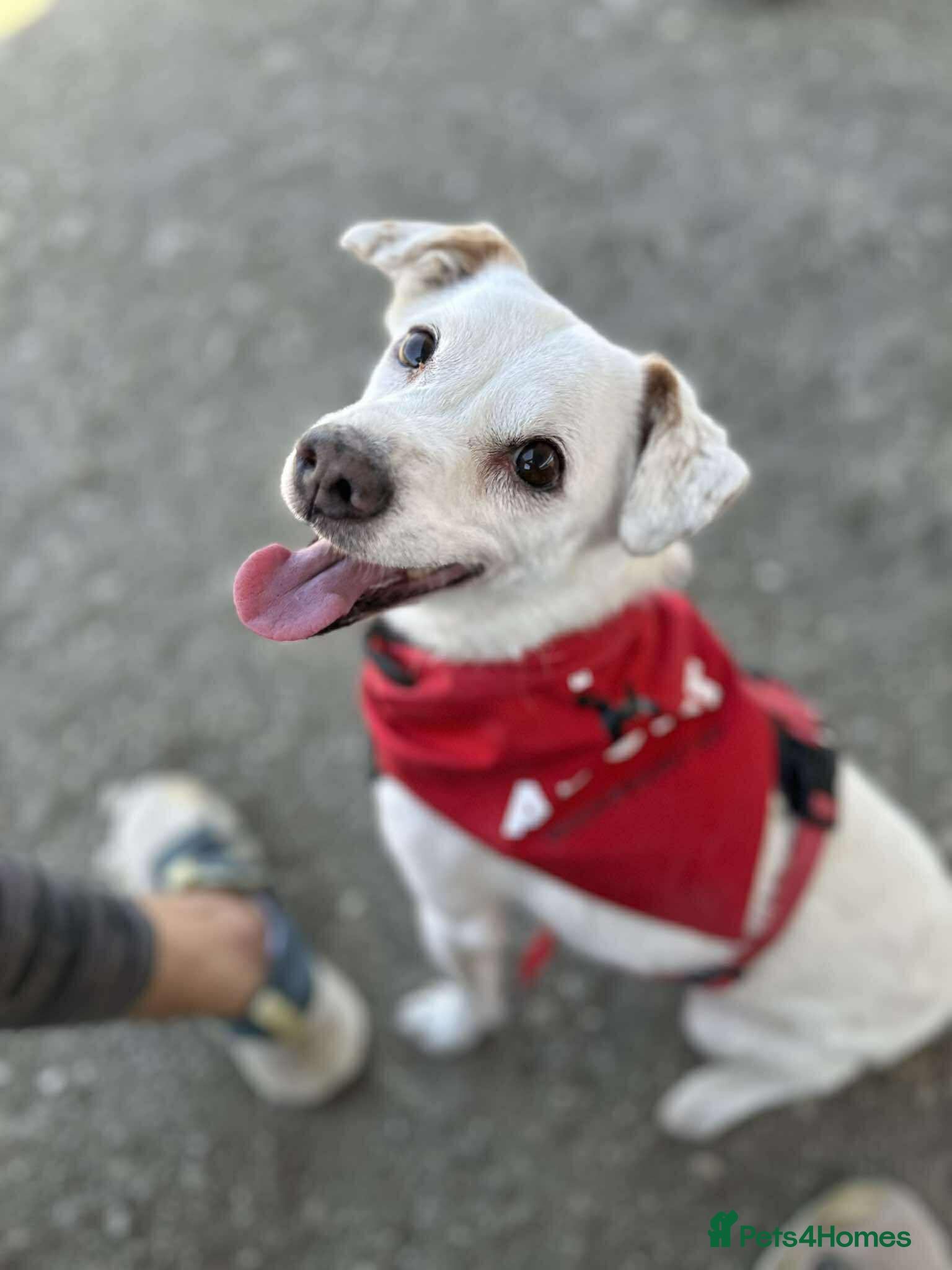 Mixed Breed dogs Sweet senior Bobby looking for his golden basket - Advert 1