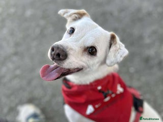 Mixed Breed dogs Sweet senior Bobby looking for his golden basket - Advert 1