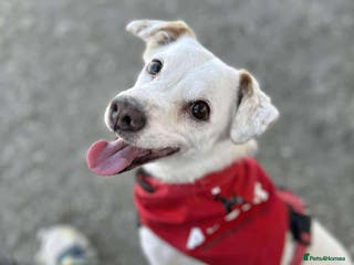 Mixed Breed dogs Sweet senior Bobby looking for his golden basket - Advert 17