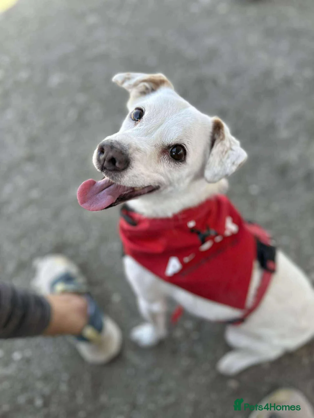 Mixed Breed dogs for adoption: Sweet senior Bobby looking for his golden basket - Advert 1