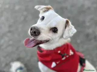 Mixed Breed dogs Sweet senior Bobby looking for his golden basket - Advert 22