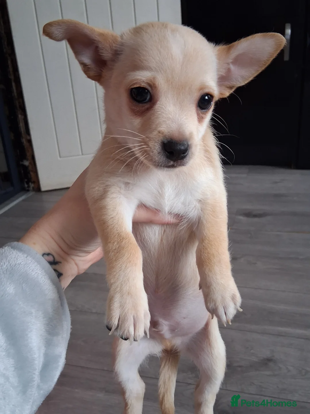 Mixed Breed dogs for sale: Jack Russel X Chihuahua Puppies  - Advert 11