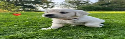 Golden Retriever dogs for sale: KC Registered Golden Retriever puppies in Pencader - Advert 22