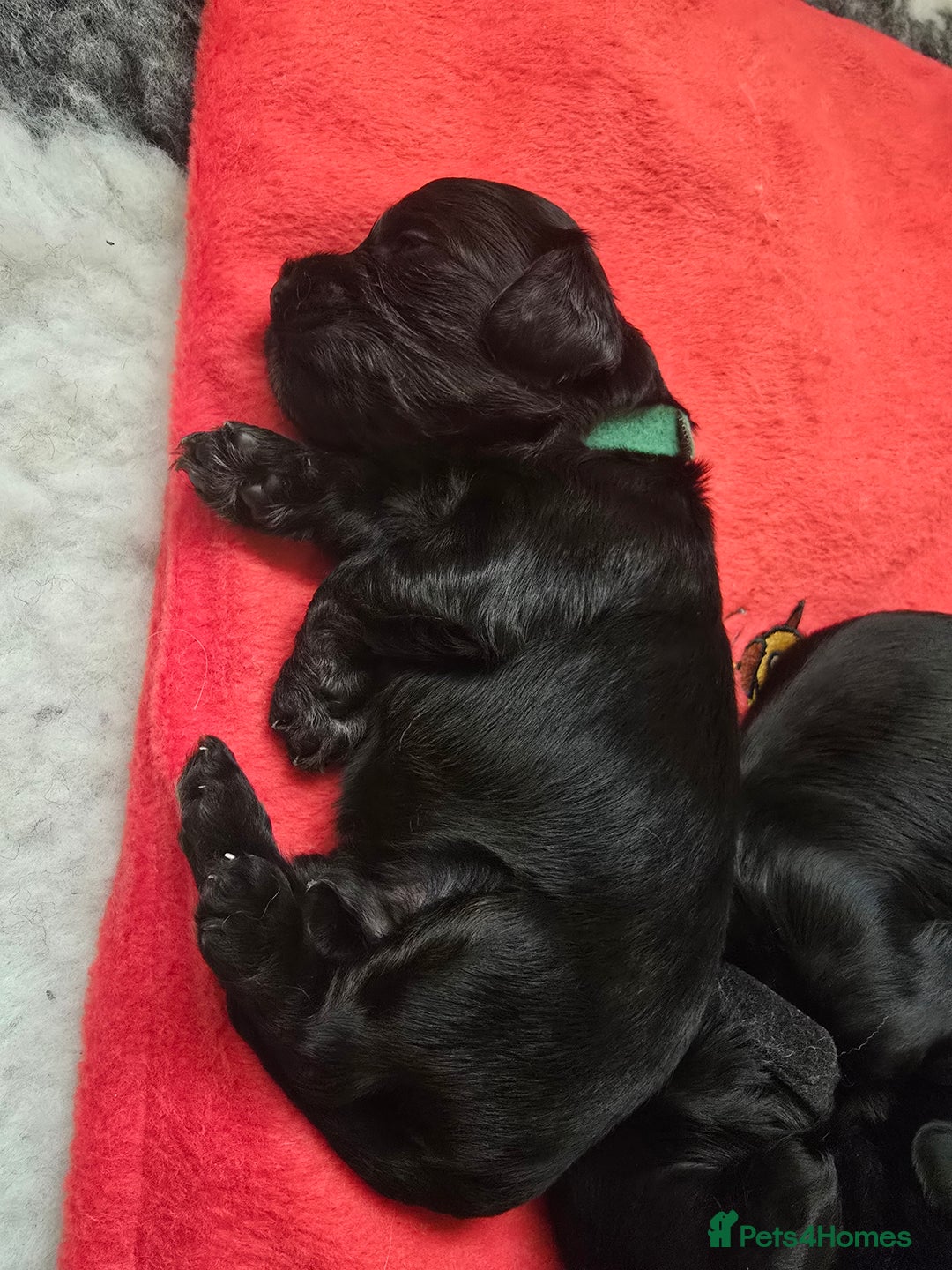 Cockapoo dogs for sale: Stunning American Cockapoos  - Image 7