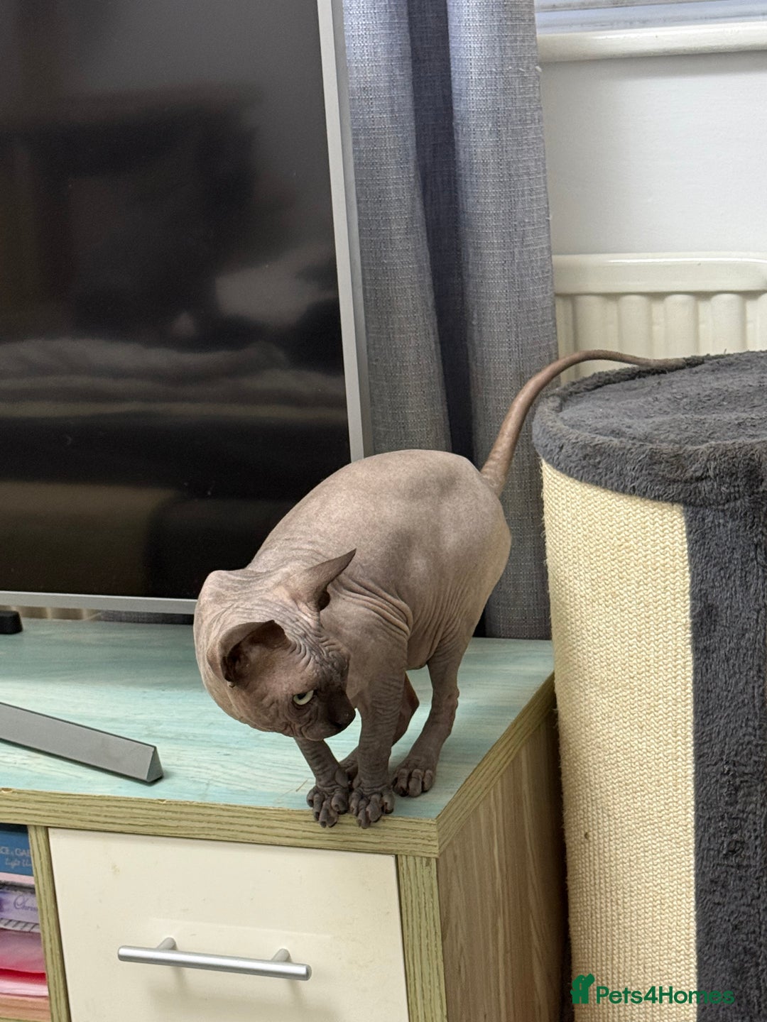 Sphynx cats for stud: TICA Registered Active, stunning Canadian Sphynx i - Advert 10