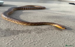 Python Snake reptiles for sale: WOMA PYTHON  - Image 2
