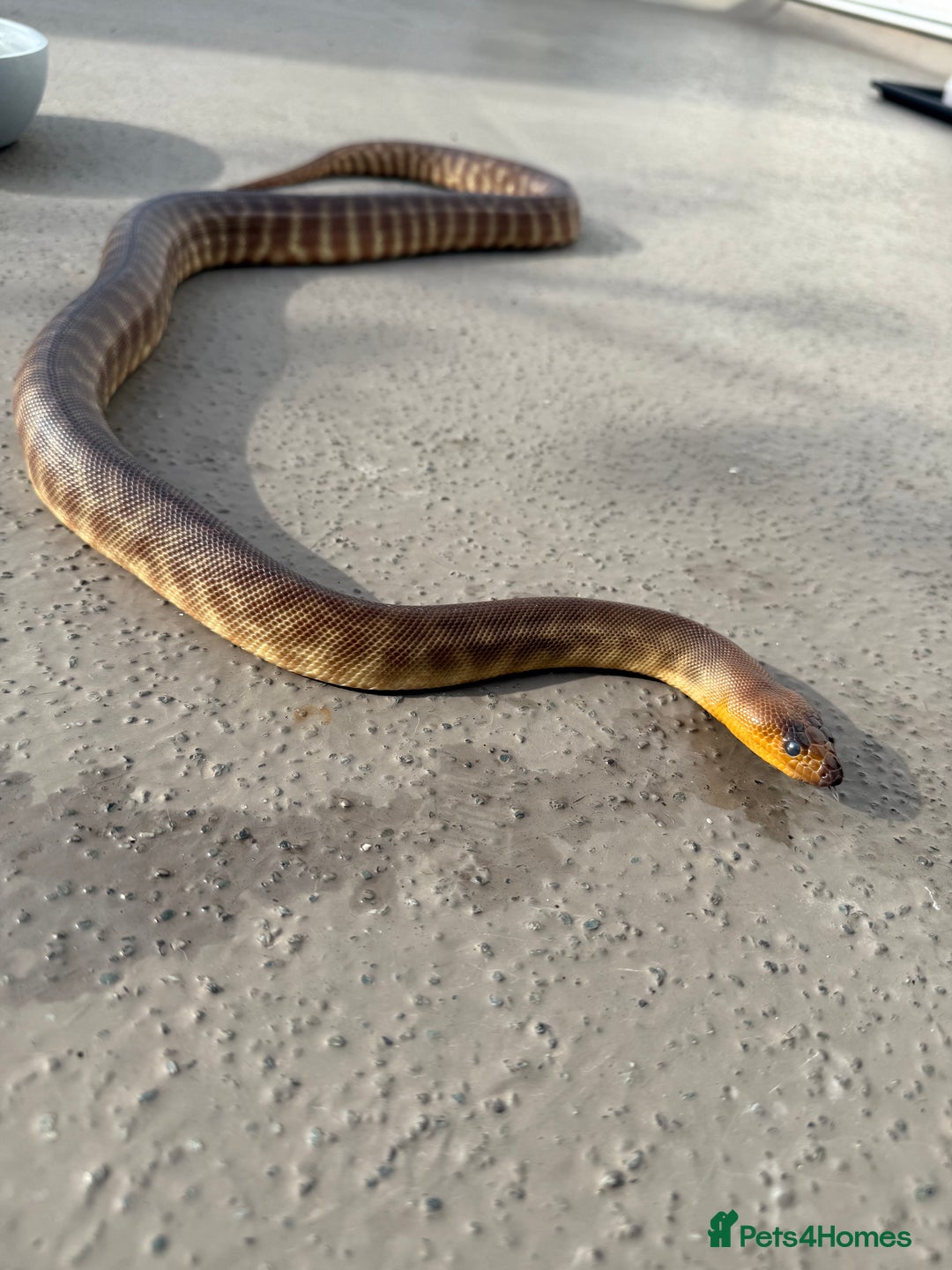 Python Snake reptiles for sale: WOMA PYTHON  - Image 2