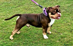 American Bully dogs for stud: Pocket bully stud  - Image 7