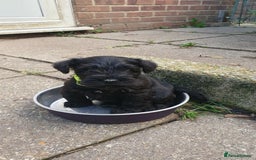 Miniature Schnauzer dogs for sale: Beautiful all Black litter  - Advert 13