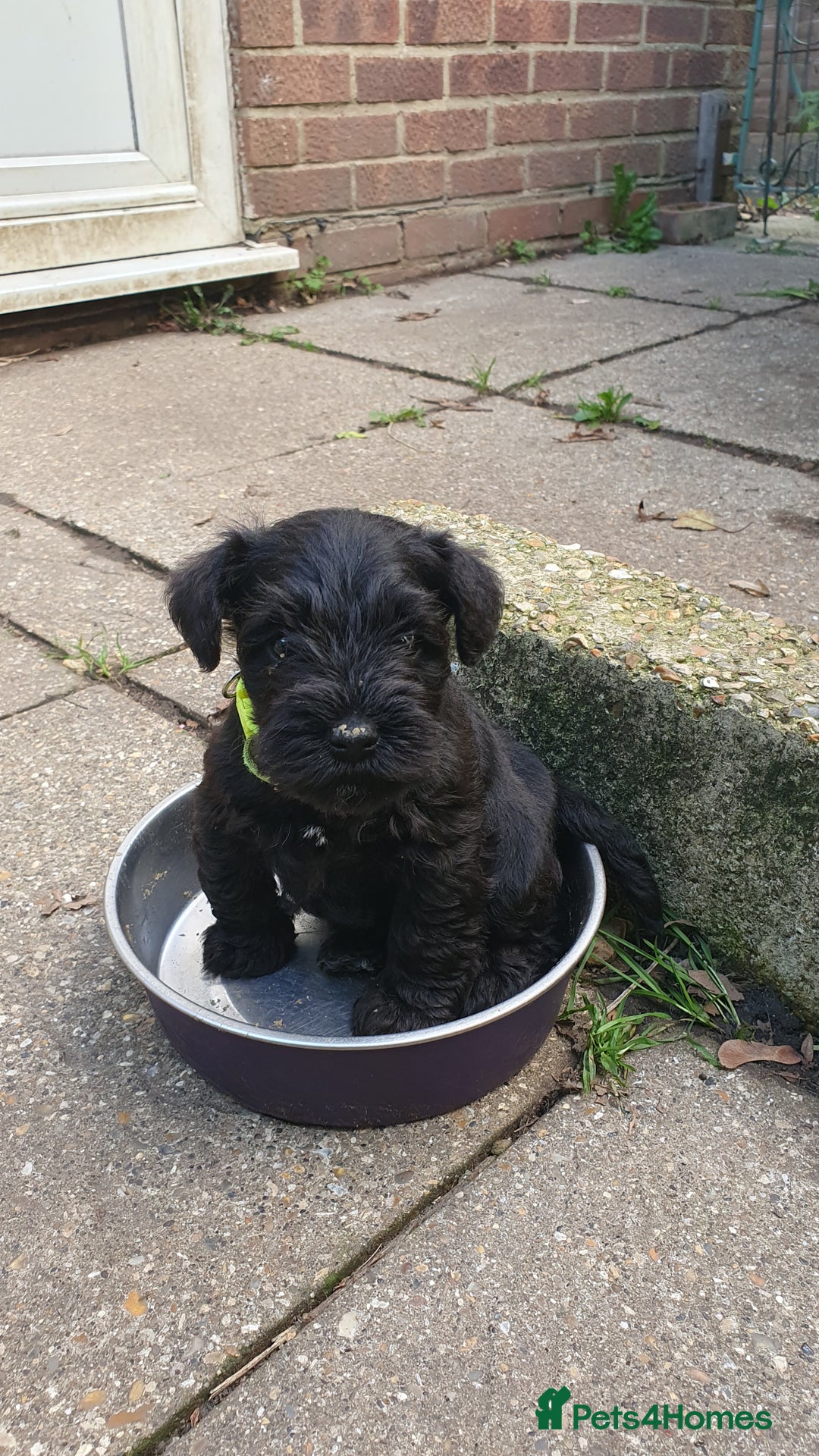 Miniature Schnauzer dogs for sale: Beautiful all Black litter  - Advert 13