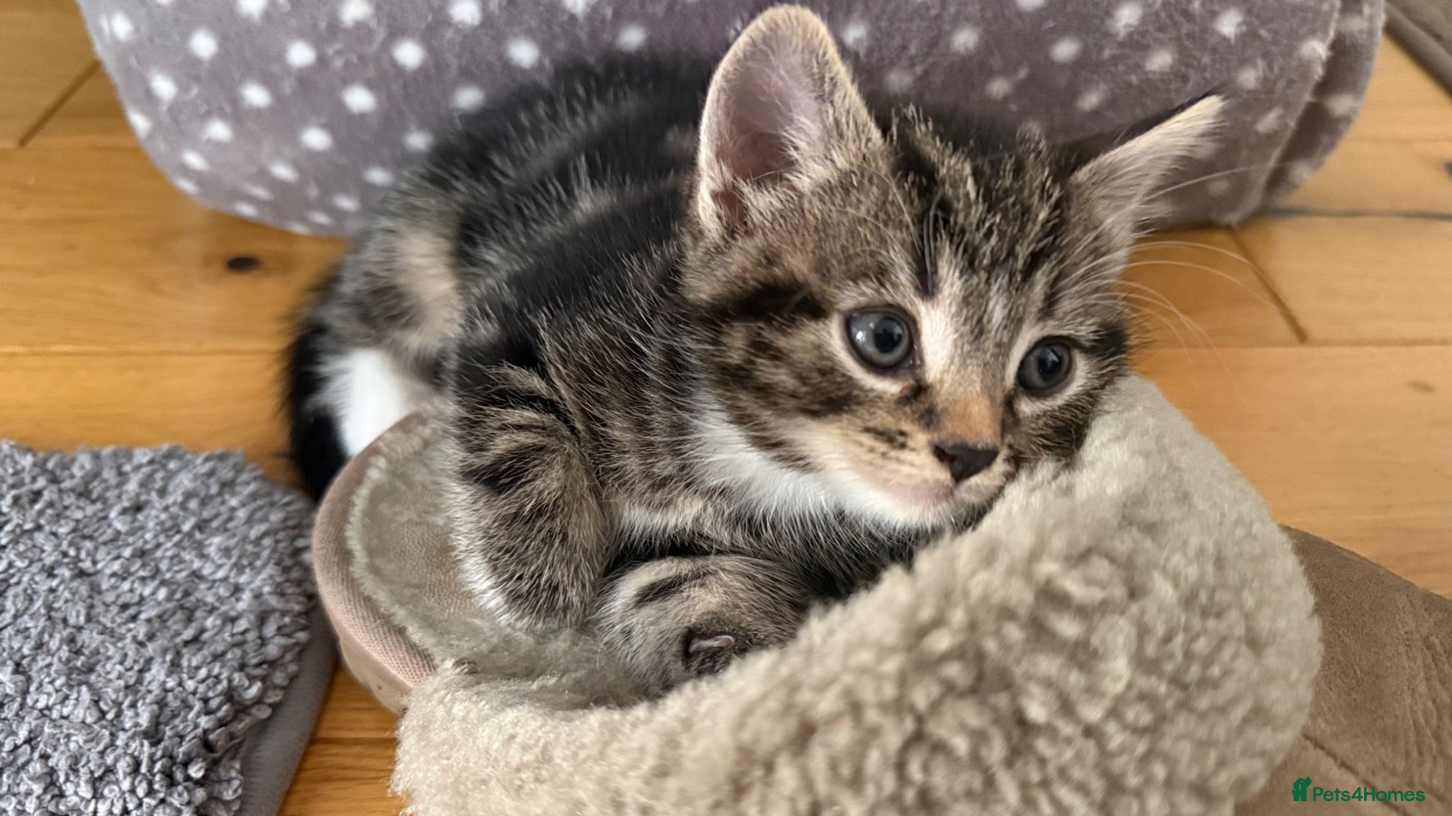 Mixed Breed cats Kittens - Advert 2