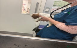 Cavalier King Charles Spaniel dogs for sale: Beautiful Blenheim King Charles cavalier puppies - Advert 8