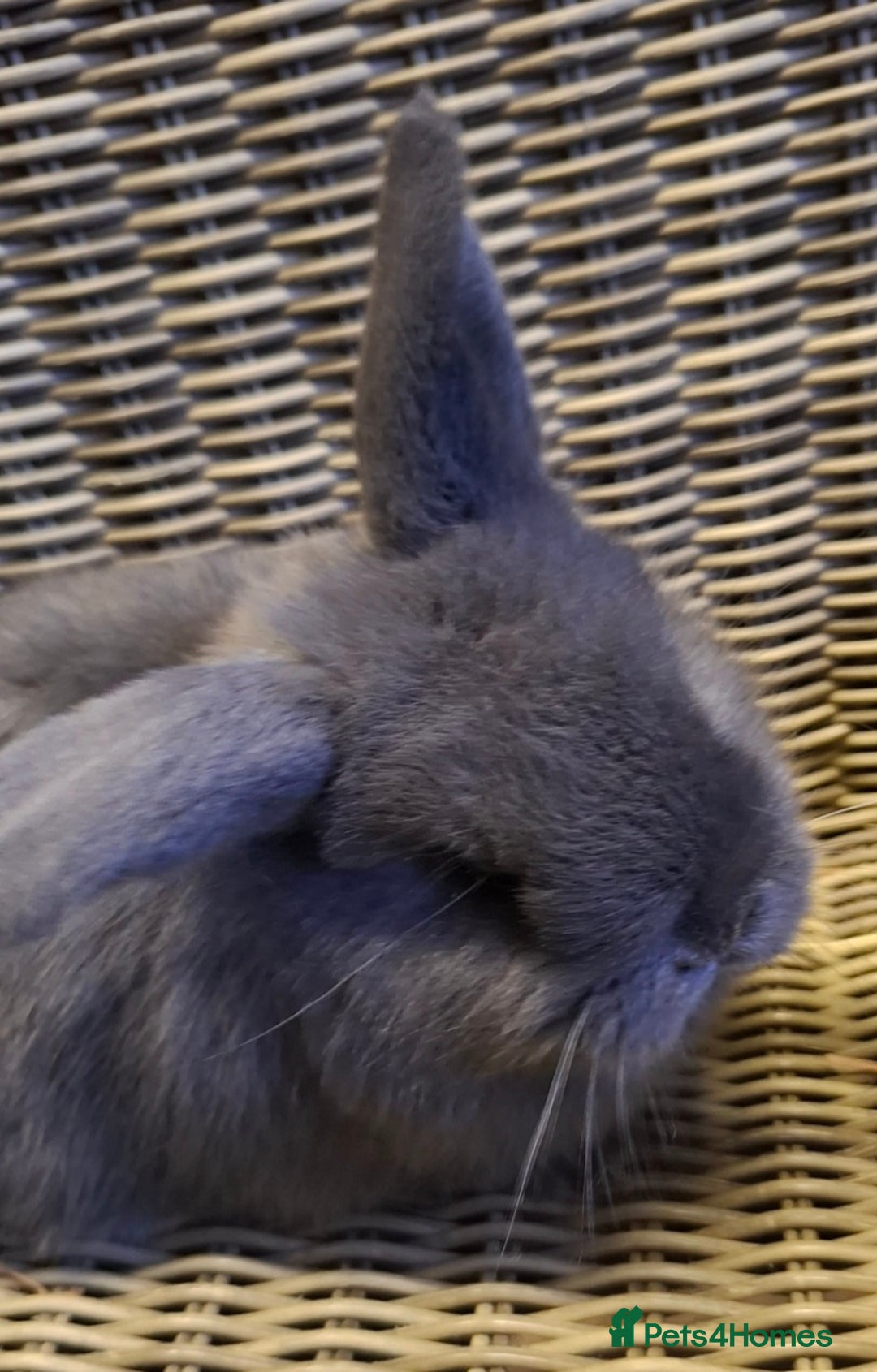 Mini Lop rabbits for sale: Bundle of fluffs ready to be reserved  - Advert 14