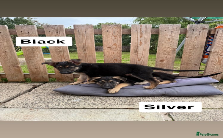 German Shepherd dogs - Advert 10