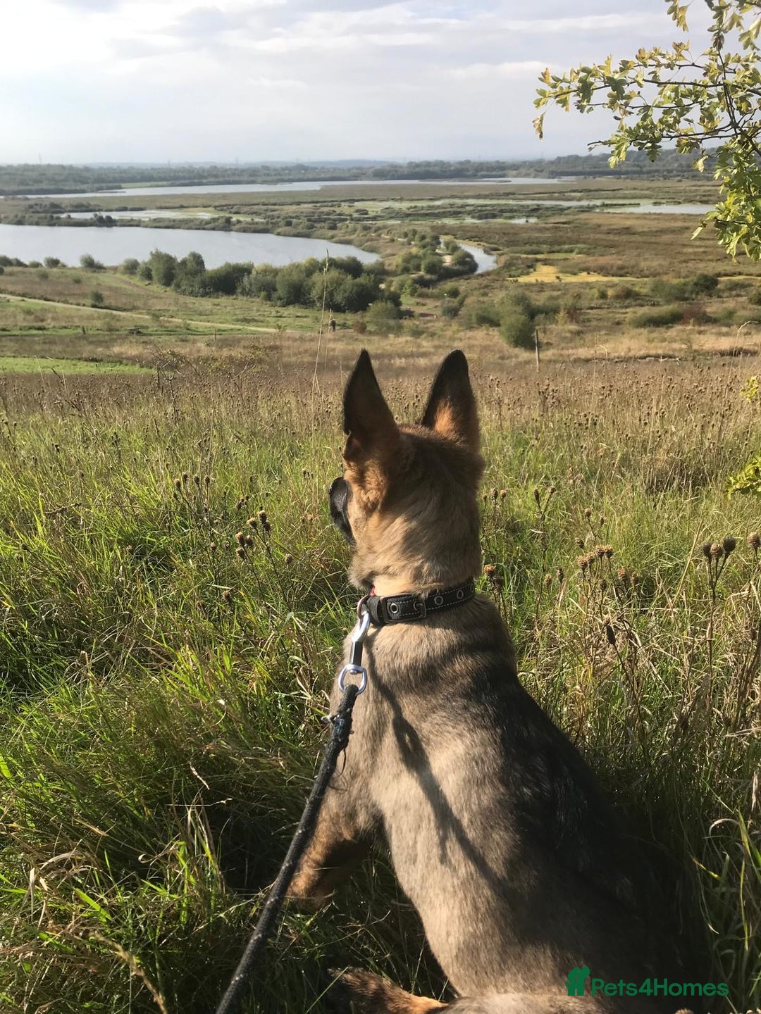 German Shepherd dogs for sale: Stunning Working line German Shepherd - Advert 18