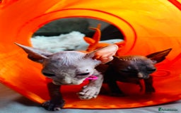 Sphynx cats for sale: Sphynx kittens - Image 17