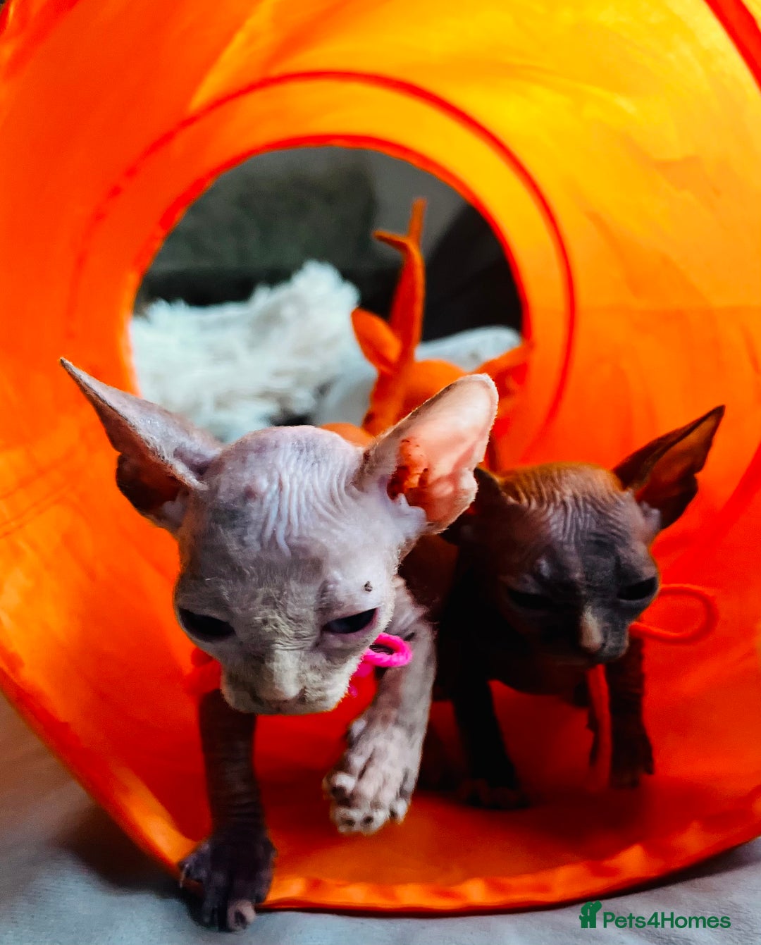 Sphynx cats for sale: Sphynx kittens - Image 17